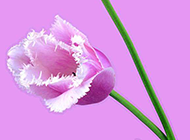清新的淡粉色郁金香图片背景素材