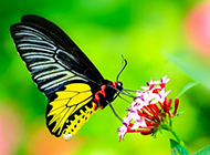 蝴蝶采蜜的高清摄影图片