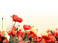 唯美红色罂粟花背景图片素材