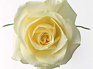 纯洁的黄玫瑰花高清特写图片