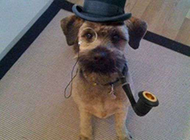 打扮绅士的狗狗恶搞图片