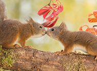 树枝上的松鼠动物亲吻图片