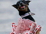 穿裙子的狗狗搞笑图片