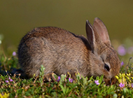 草地上灰色的小兔子高清图片