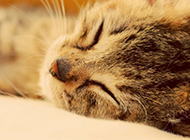 睡觉的猫高清特写图片