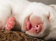 超萌可爱的狗狗睡觉图片