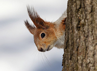 可爱机灵的小松鼠摄影图片