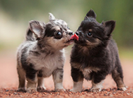 两只小狗狗亲吻的图片