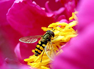 唯美的鲜花和蜜蜂摄影图片