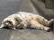 躺在地上卖萌的猫咪图片
