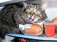 偷吃的猫搞笑动物图片