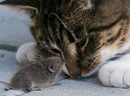 搞笑动物萌图之猫和老鼠