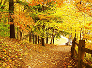 唯美秀丽的秋天树林壁纸精选