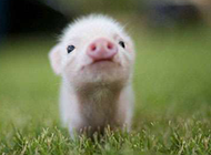 史上最萌的猪搞笑动物图
