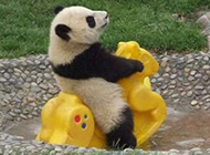 可爱搞笑的熊猫动物图片
