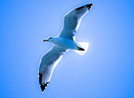 蓝色天空中飞翔的鸟图片