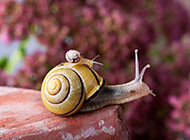 高清蜗牛摄影特写图片素材