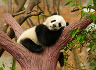 在树枝上睡觉的熊猫图片