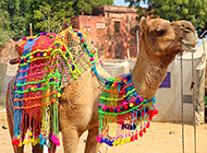 高大健壮的沙漠骆驼高清摄影图片