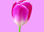 超清紫红郁金香背景图片