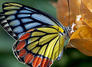 大自然美丽的蝴蝶高清壁纸