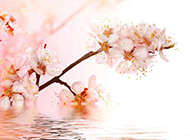 水粉色彩桃花倒影背景图片