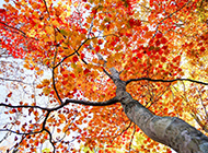 秋天的树叶唯美意境高清壁纸