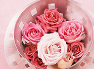 唯美的粉玫瑰鲜花背景图