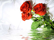 水中的玫瑰花ppt背景图片