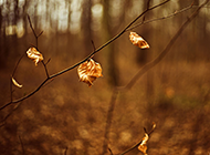 浪漫秋天树林落叶风景图片
