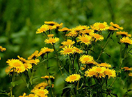 怒放的黄色野菊花图片