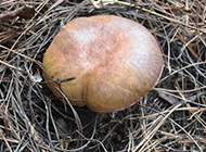 可食的野生菌菇图片