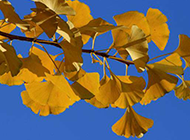 秋天的银杏树叶唯美图片