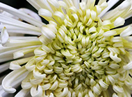 白色菊花超清特写图片