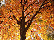 好看的秋天枫树图片欣赏