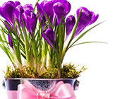 紫色的鲜花盆栽图片