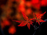 红色的枫叶唯美摄影图片