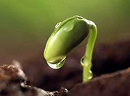 雨后的绿色小嫩芽图片