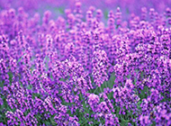 一片紫色薰衣草花海图片