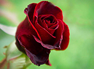唯美红玫瑰花背景素材