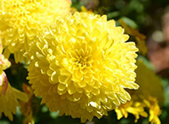 绽放的黄色菊花图片