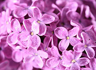 淡紫色的5瓣丁香花图片