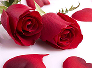 浪漫娇艳的红玫瑰花图片