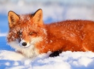 银狐狸图片 野外狐狸图片