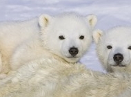 小北极熊图片 北极熊图片