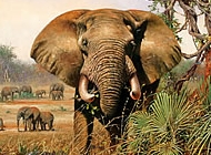 非洲豹图片 非洲大象图片