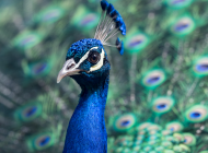 紫孔雀图片 鲜艳夺目的蓝孔雀图片