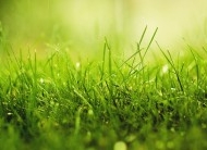 一片绿草地绿色风景桌面壁纸