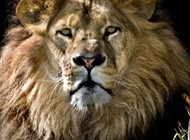 萌狮子图片 高清非洲狮子图片摄影大全