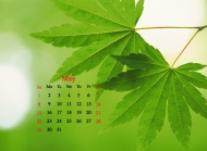 2016年5月日历绿叶护眼枫叶壁纸